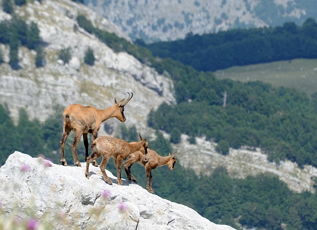 Camoscio d''Abruzzo Rupicapra pyrenaica ornata